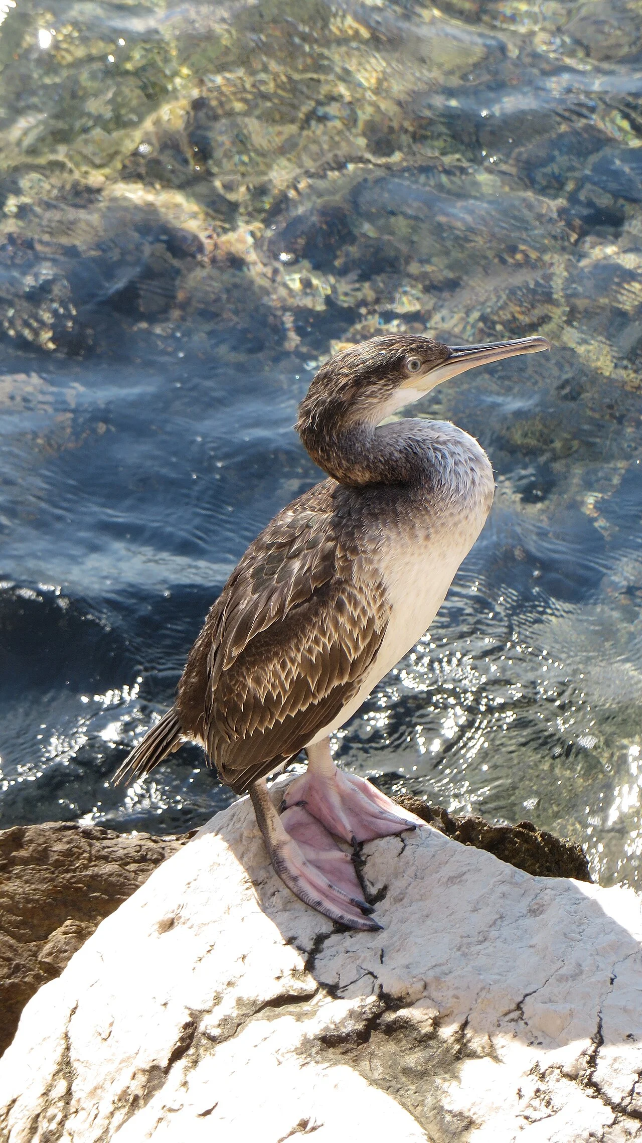 European Shag (Phalacrocorax aristotelis) — photo 2 of 4