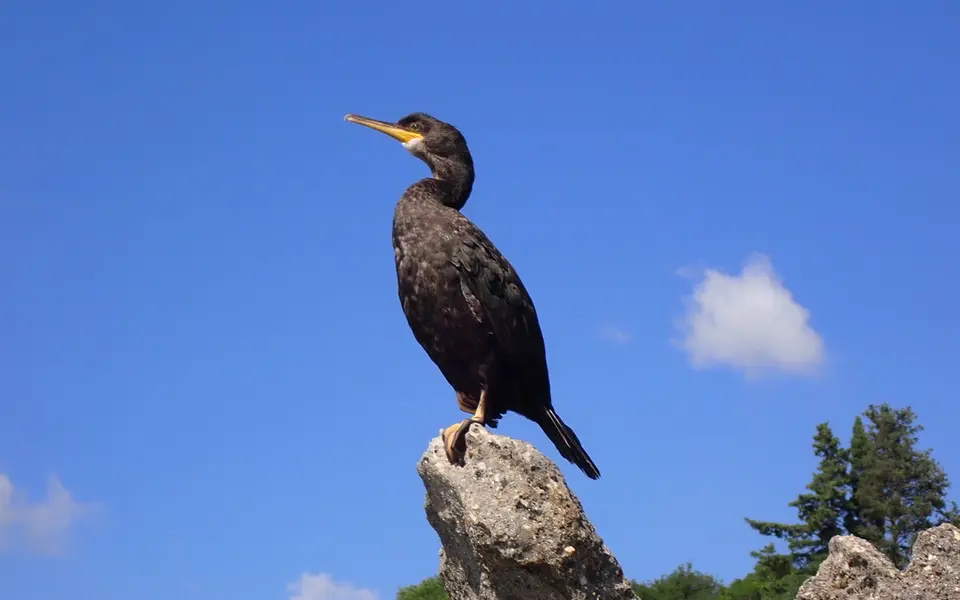 European Shag (Phalacrocorax aristotelis) — photo 3 of 4