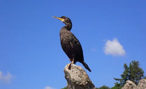 European Shag (Phalacrocorax aristotelis) — photo 3 of 4