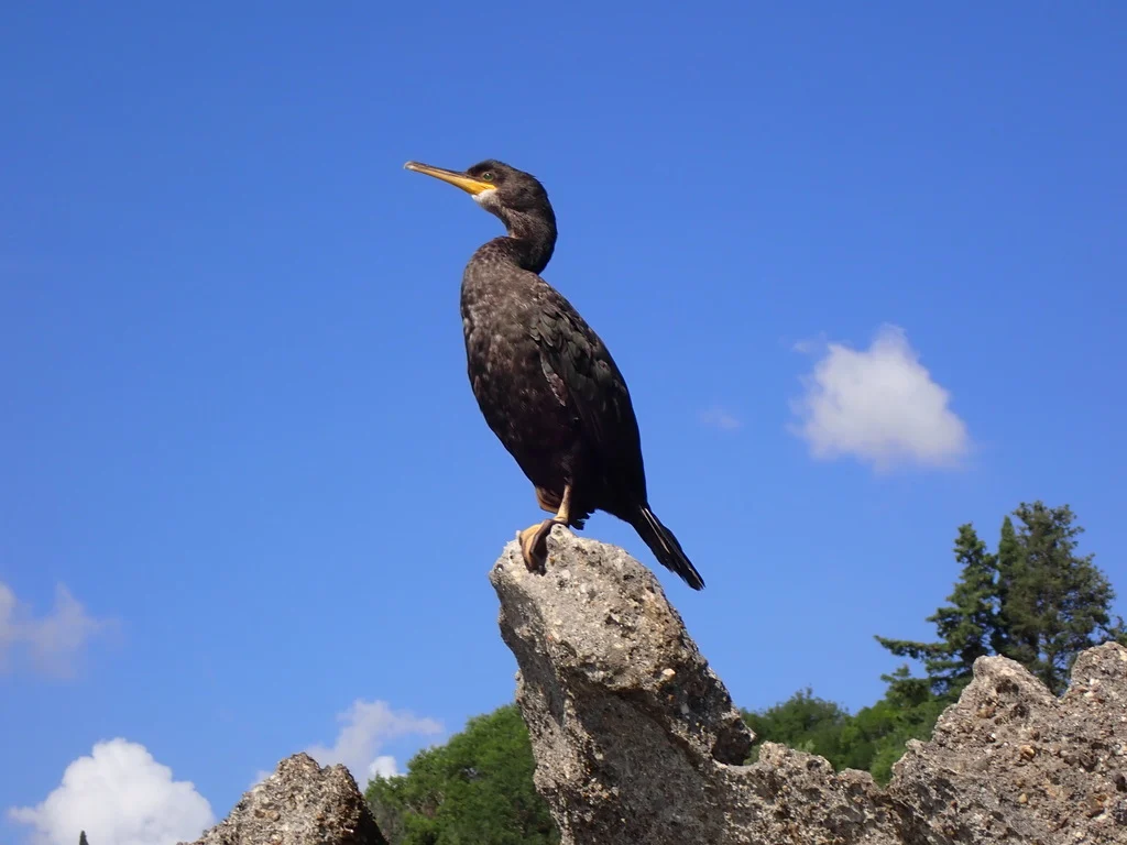 European Shag (Phalacrocorax aristotelis) — photo 3 of 4