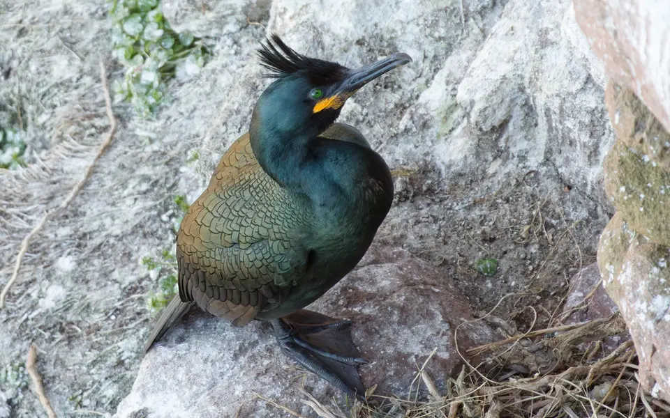 European Shag (Phalacrocorax aristotelis) — photo 4 of 4