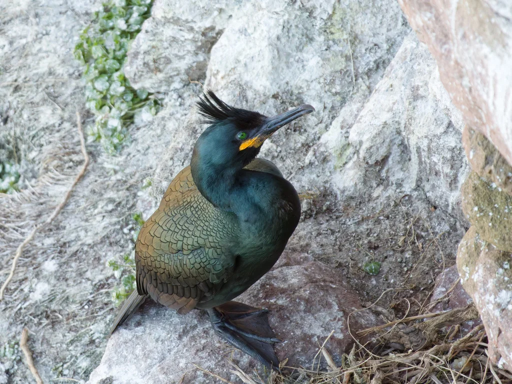 European Shag (Phalacrocorax aristotelis) — photo 4 of 4
