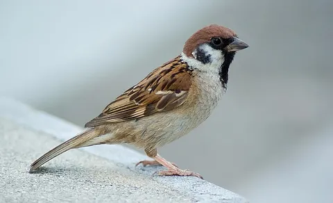 Eurasian Tree Sparrow (Passer montanus) — photo 2 of 3