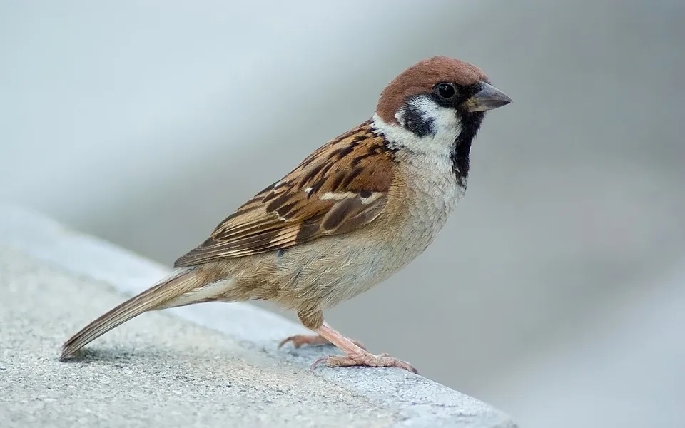 Eurasian Tree Sparrow (Passer montanus) — photo 2 of 3