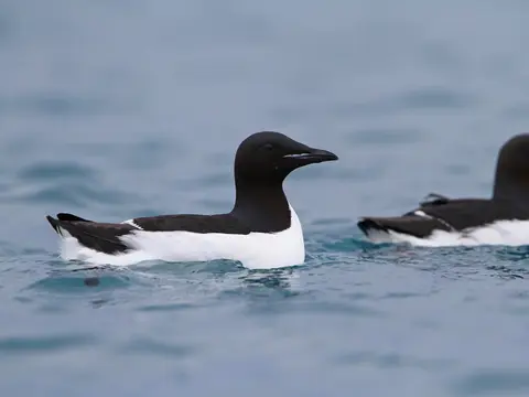 Thick-billed Murre