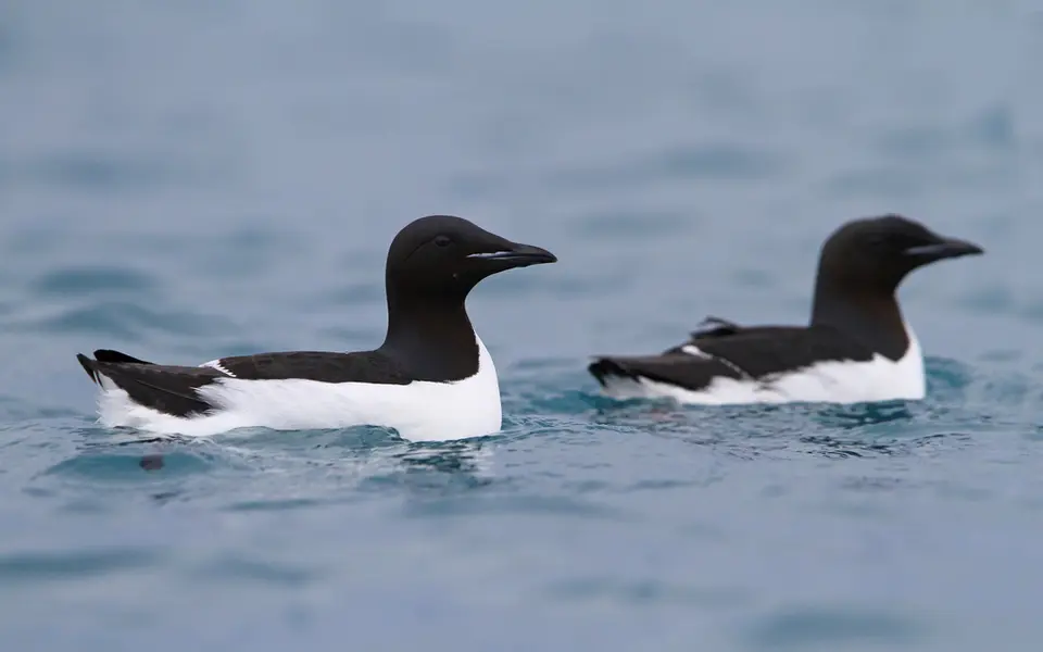 Thick-billed Murre (Uria lomvia) — photo 1 of 3