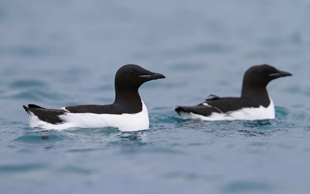 Thick-billed Murre (Uria lomvia) — photo 1 of 3