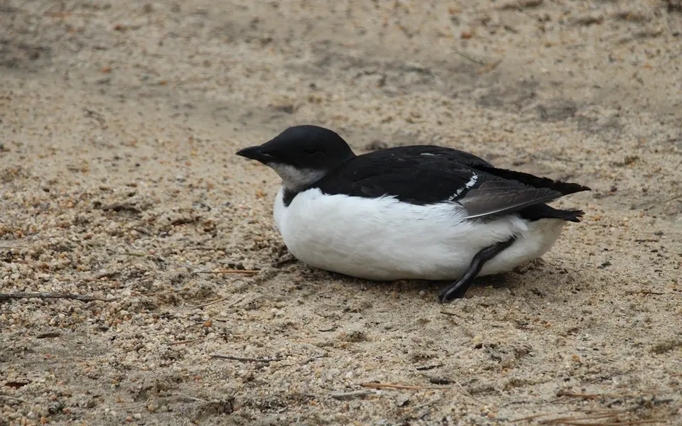 Thick-billed Murre (Uria lomvia) — photo 3 of 3