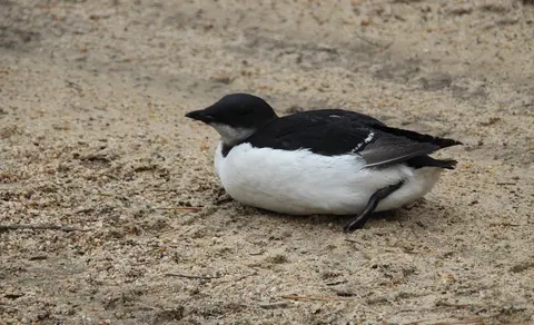 Thick-billed Murre (Uria lomvia) — photo 3 of 3