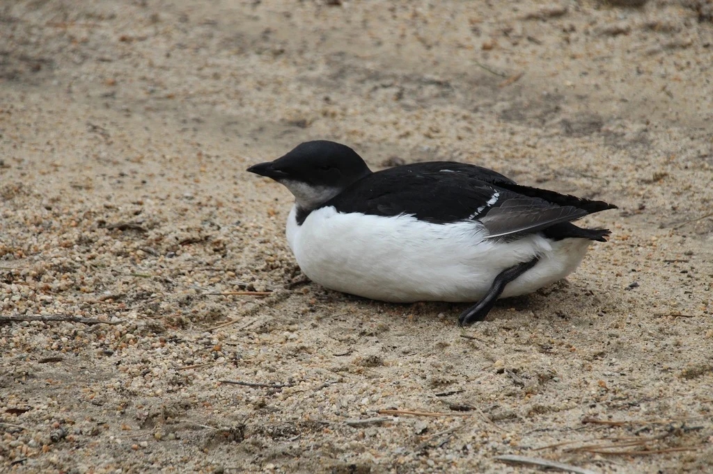 Thick-billed Murre (Uria lomvia) — photo 3 of 3