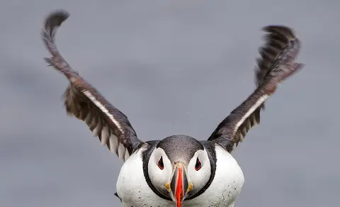Atlantic Puffin (Fratercula arctica) — photo 3 of 4