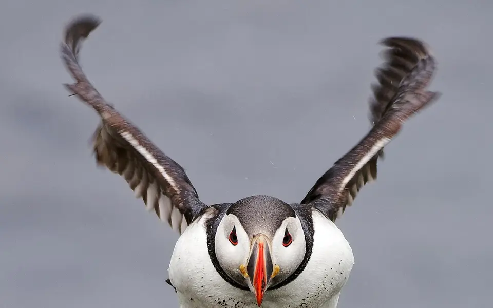 Atlantic Puffin (Fratercula arctica) — photo 3 of 4