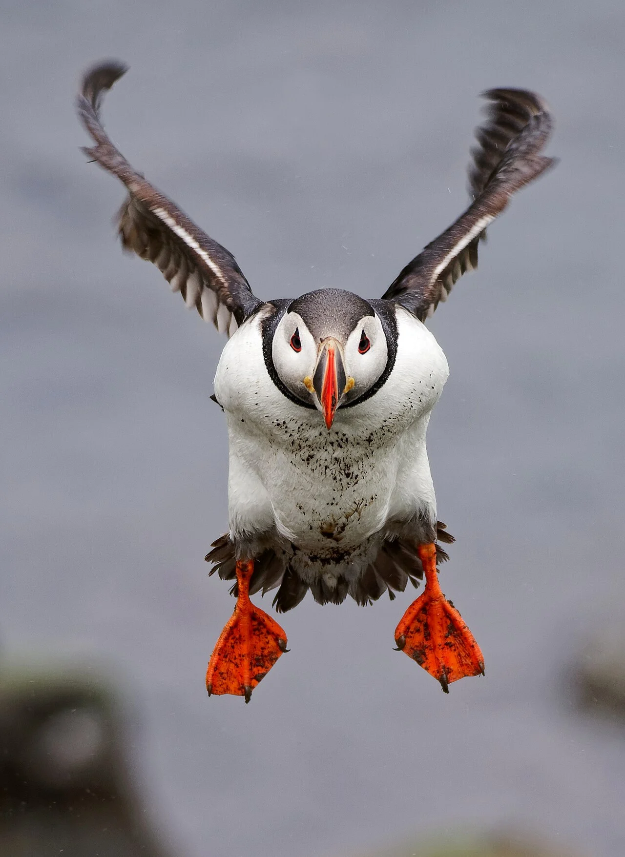 Atlantic Puffin (Fratercula arctica) — photo 3 of 4