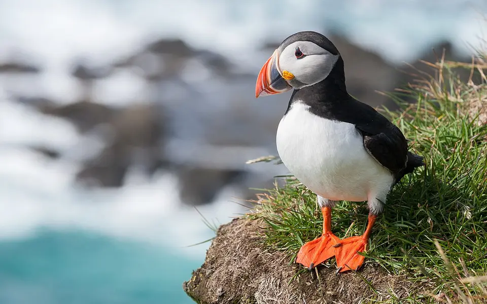 Atlantic Puffin (Fratercula arctica) — photo 1 of 4