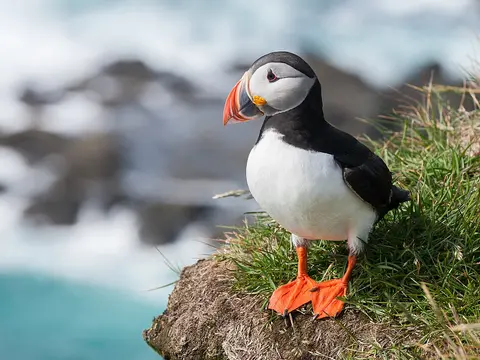Atlantic Puffin