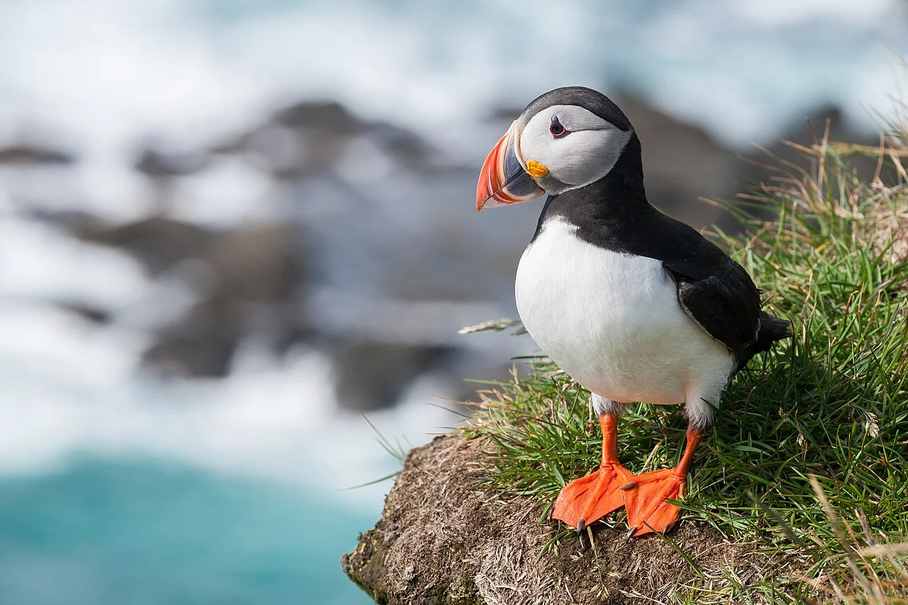 Atlantic Puffin (Fratercula arctica) — photo 1 of 4