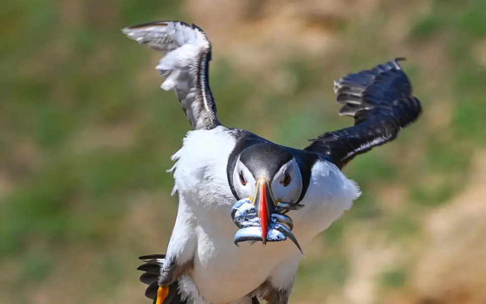 Atlantic Puffin (Fratercula arctica) — photo 4 of 4