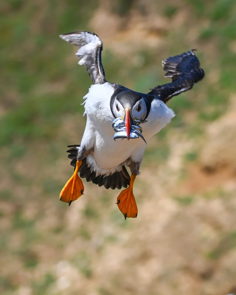 Atlantic Puffin (Fratercula arctica) — photo 4 of 4