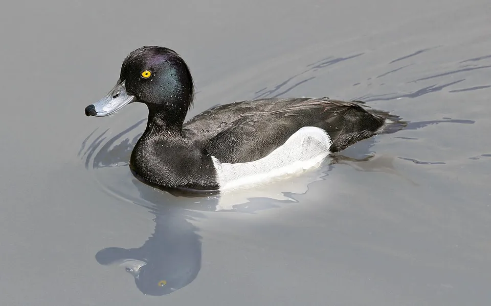 Tufted Duck (Aythya fuligula) — photo 2 of 3