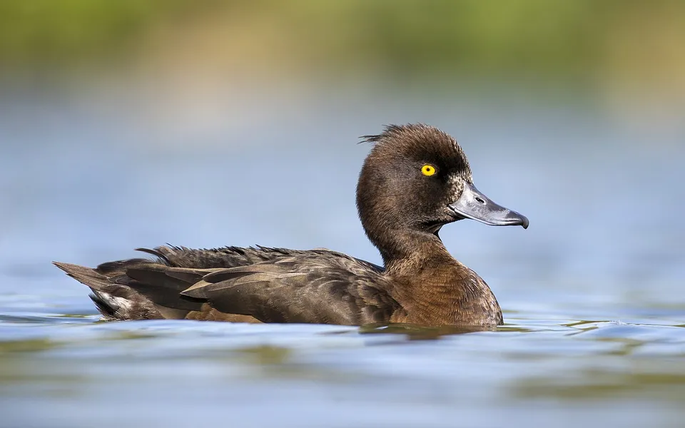 Tufted Duck (Aythya fuligula) — photo 3 of 3