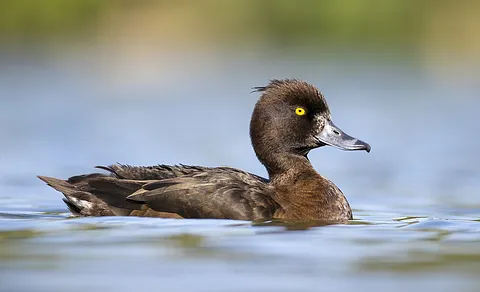Tufted Duck (Aythya fuligula) — photo 3 of 3