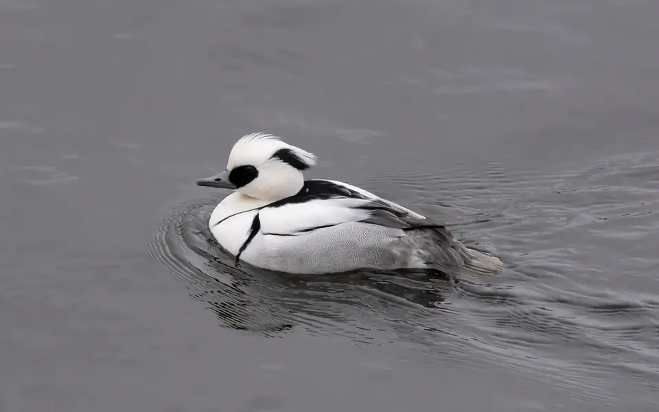 Smew (Mergellus albellus) — photo 4 of 4