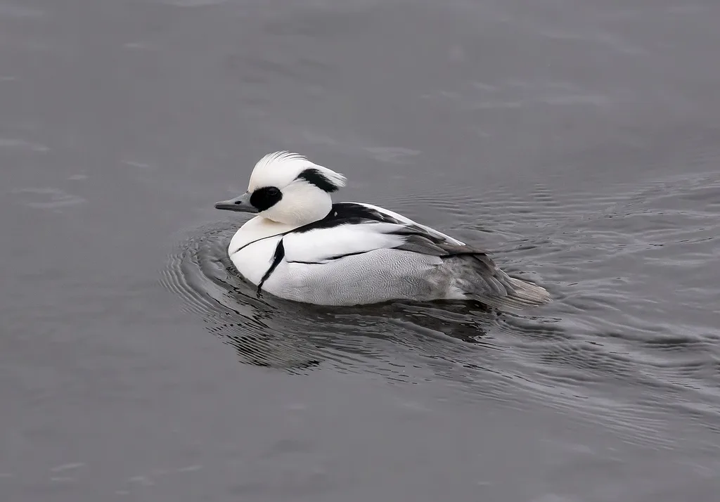Smew
