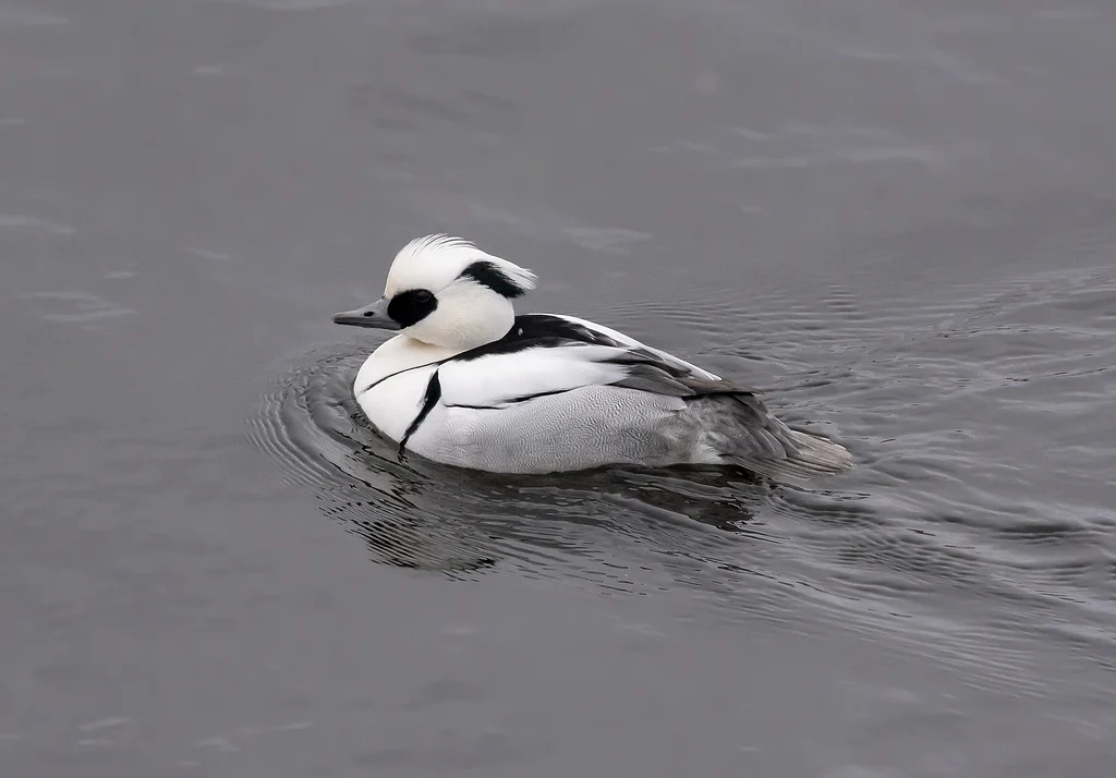 Smew