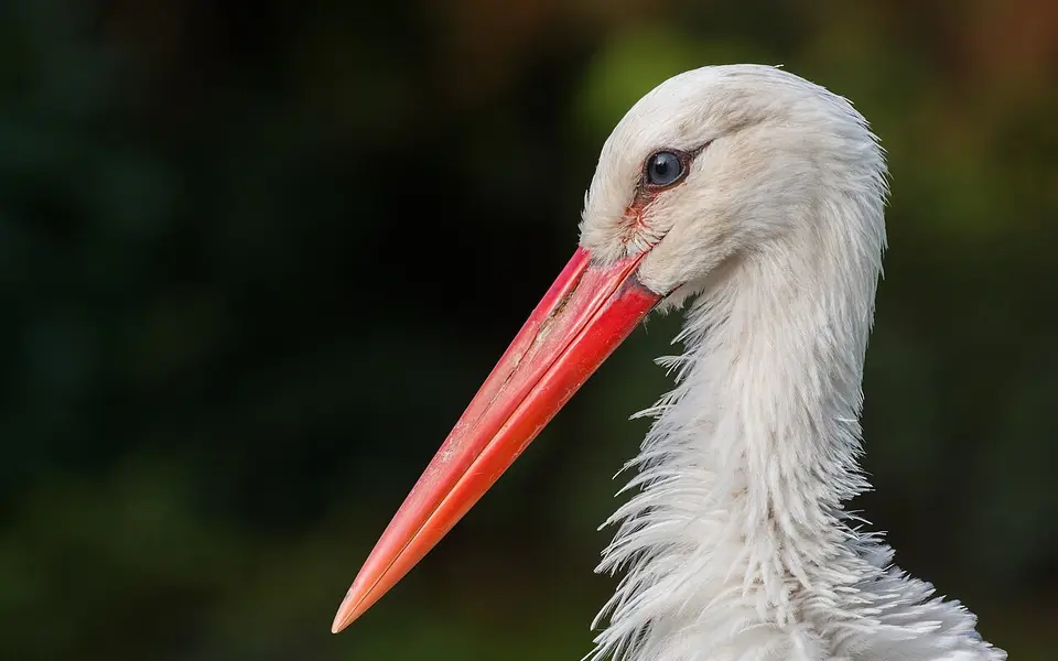White Stork (Ciconia ciconia) — photo 5 of 5