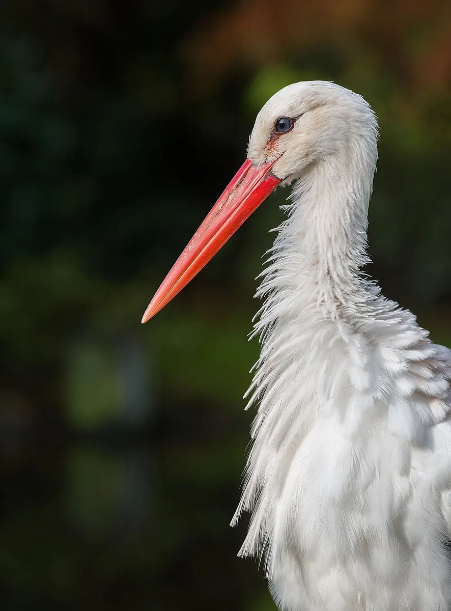 White Stork
