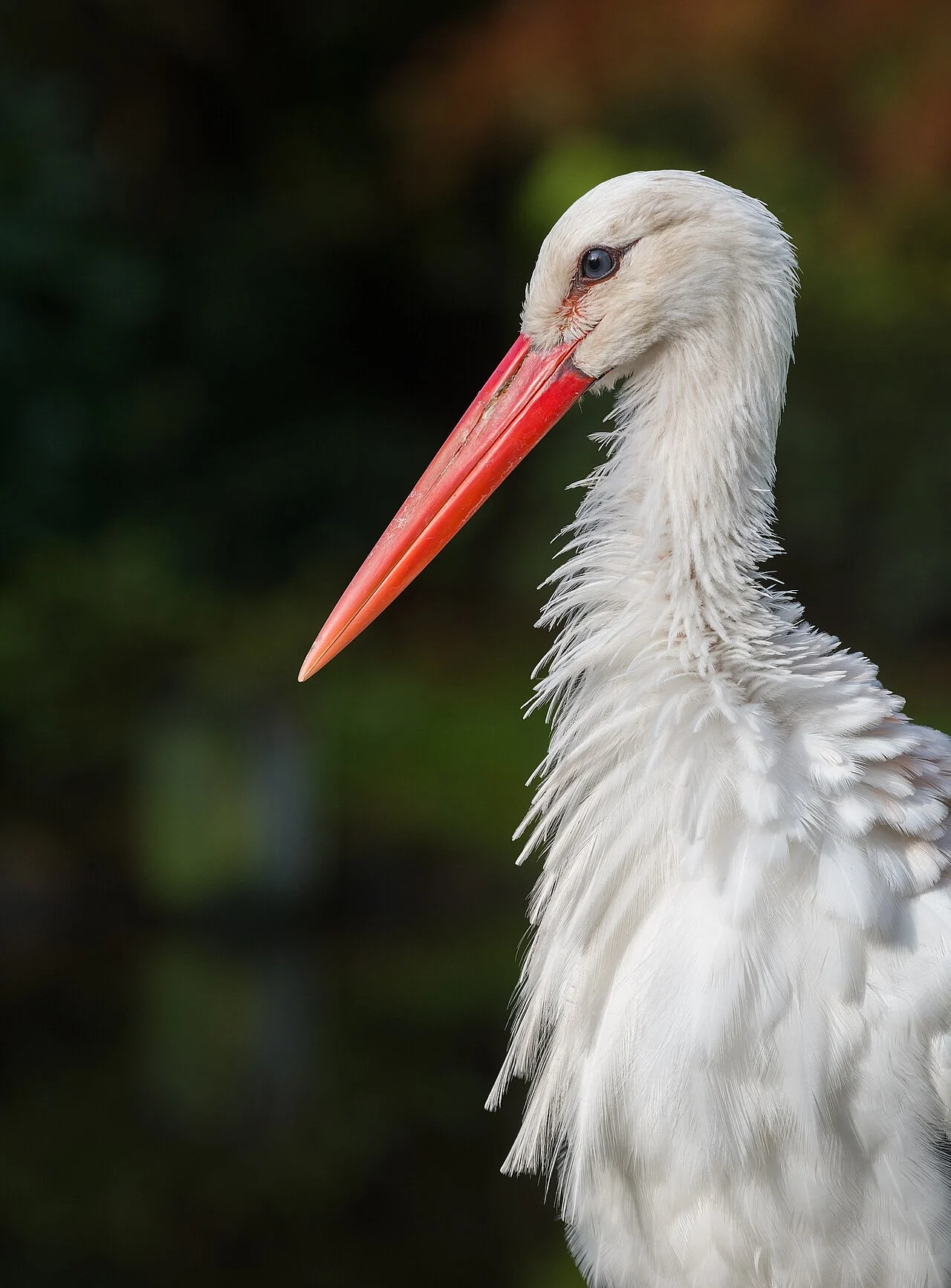 White Stork