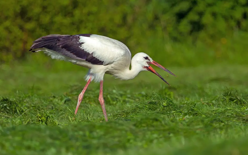 White Stork (Ciconia ciconia) — photo 4 of 5