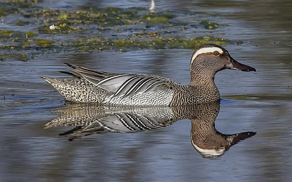 Garganey (Spatula querquedula) — photo 1 of 3
