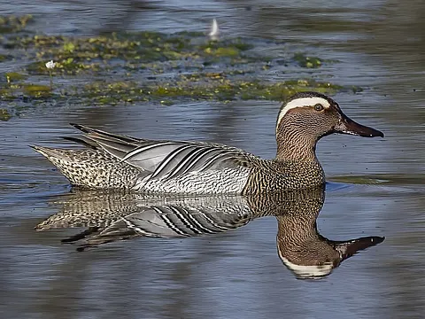 Garganey