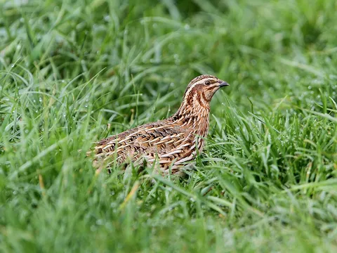 Common Quail
