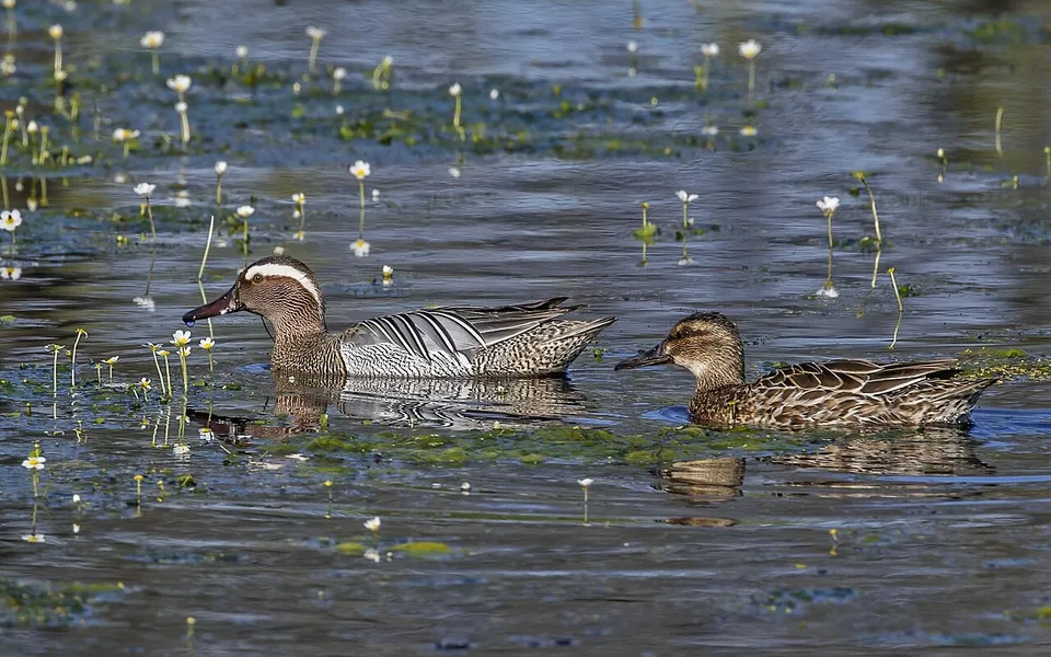 Garganey (Spatula querquedula) — photo 3 of 3