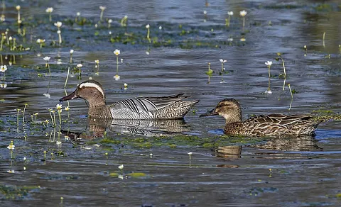 Garganey (Spatula querquedula) — photo 3 of 3