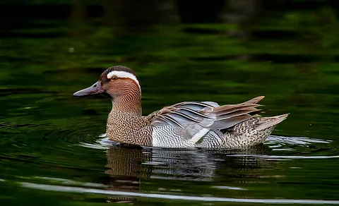 Garganey (Spatula querquedula) — photo 2 of 3