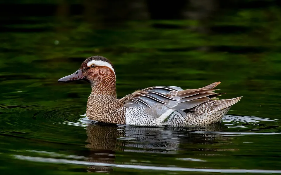 Garganey (Spatula querquedula) — photo 2 of 3
