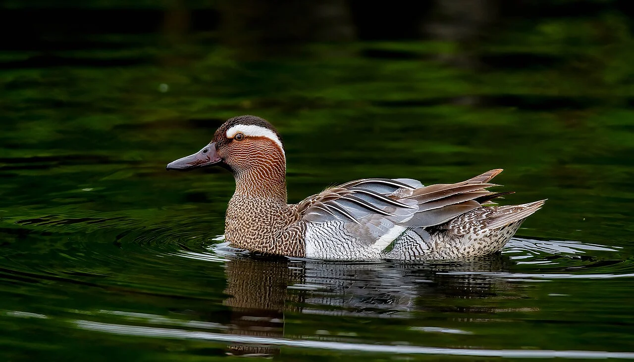 Garganey (Spatula querquedula) — photo 2 of 3