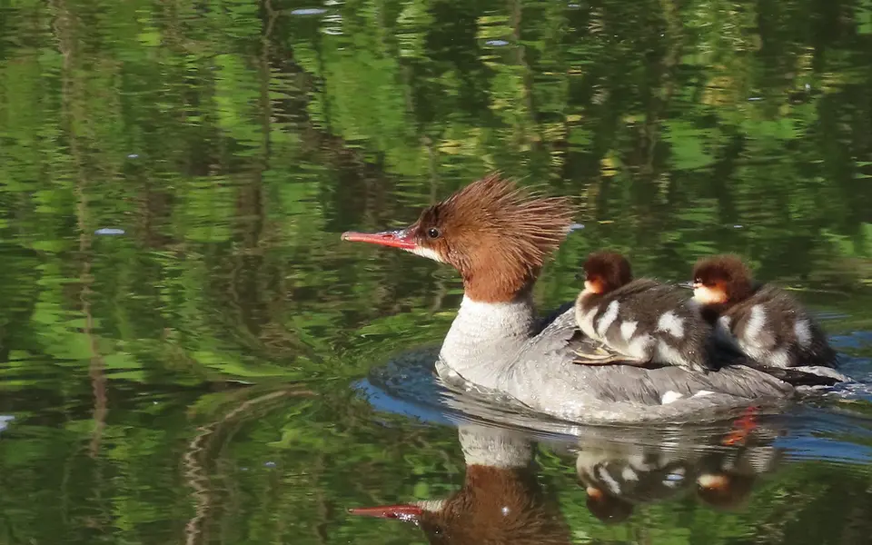 Common Merganser (Mergus merganser) — photo 4 of 5