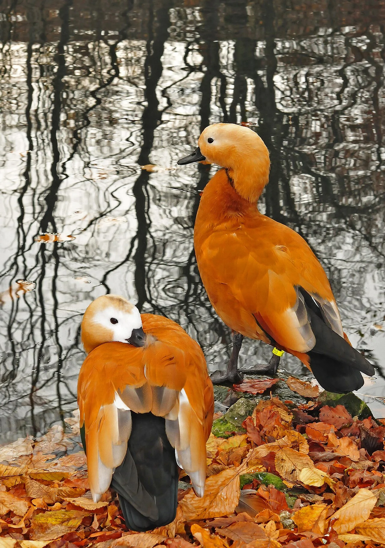 Пеганка