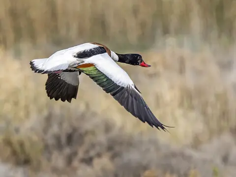Common Shelduck