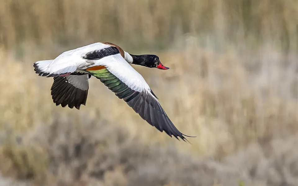 Common Shelduck (Tadorna tadorna) — photo 1 of 4