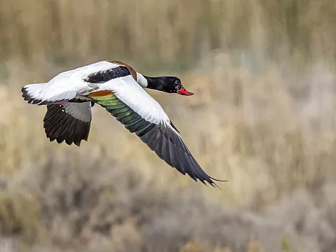 Пеганка