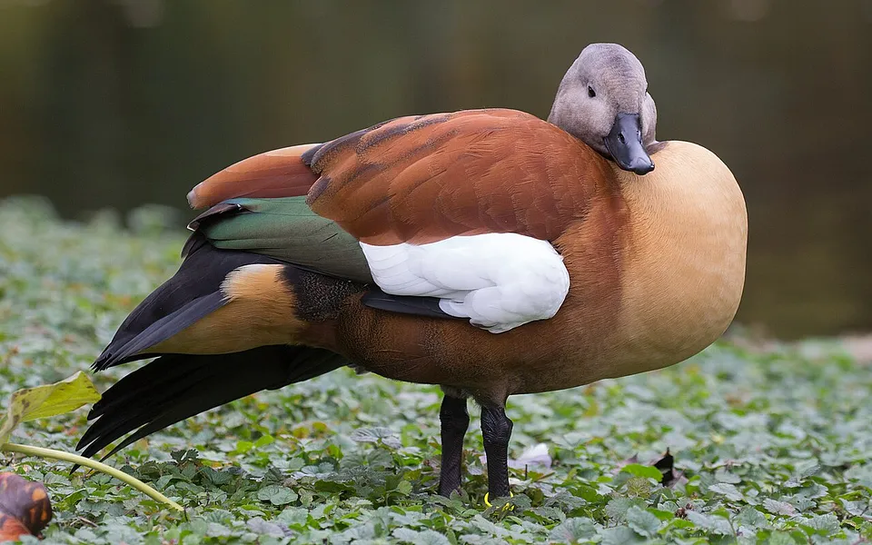 Common Shelduck (Tadorna tadorna) — photo 4 of 4
