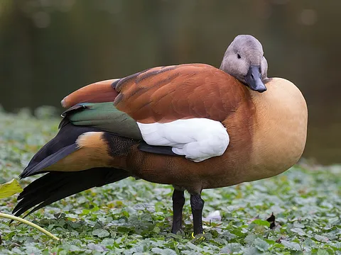 Пеганка
