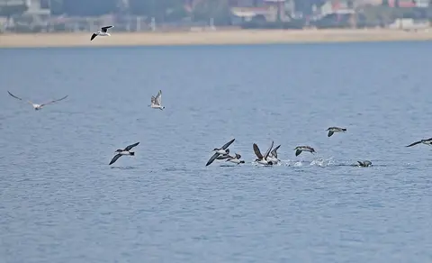 Yelkouan Shearwater (Puffinus yelkouan) — photo 2 of 4