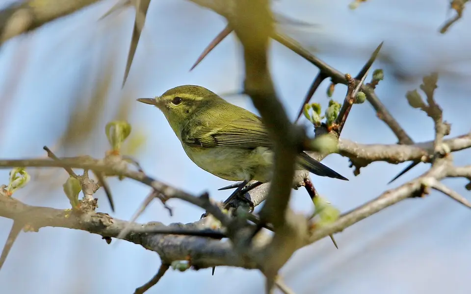 Green Warbler (Phylloscopus nitidus) — photo 2 of 9