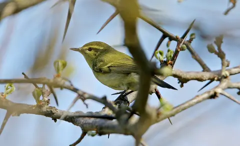 Green Warbler (Phylloscopus nitidus) — photo 2 of 9